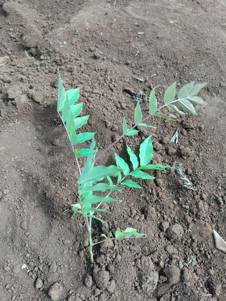 tree image