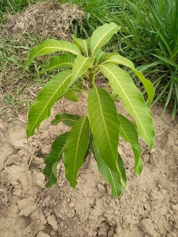 tree image