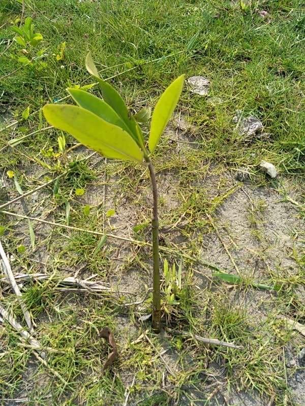 tree image
