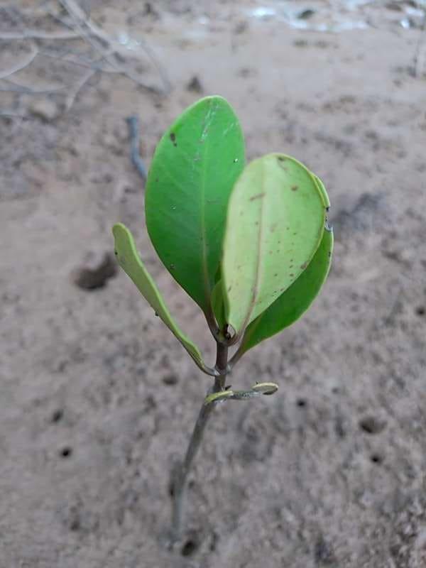 tree image