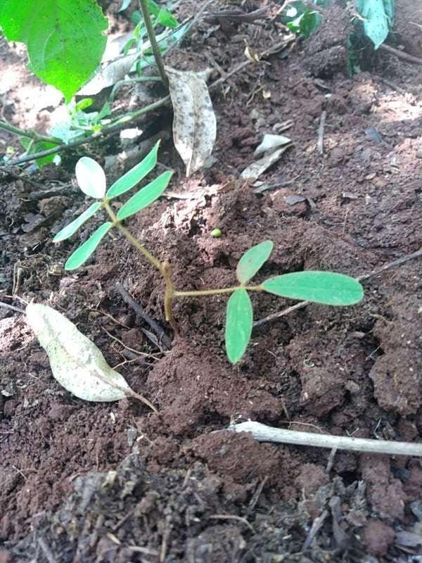 tree image