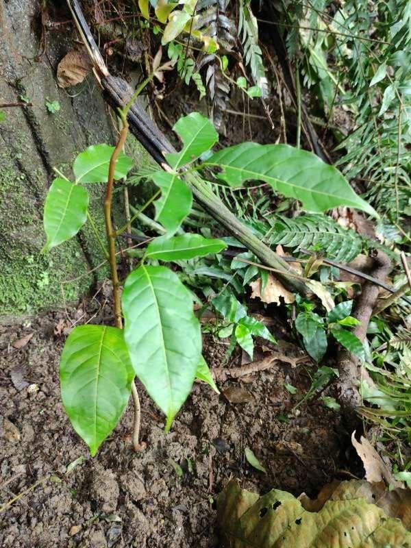 tree image