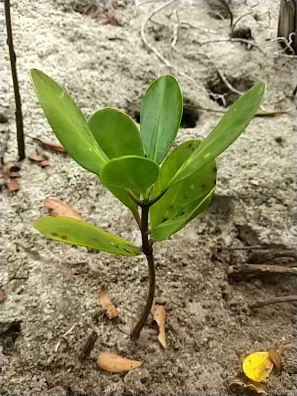 tree image