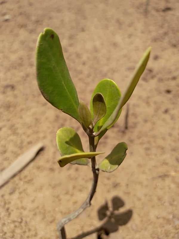 tree image