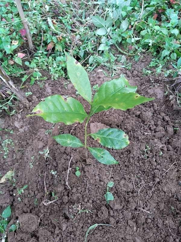 tree image