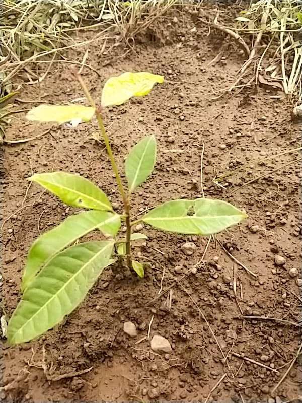 tree image