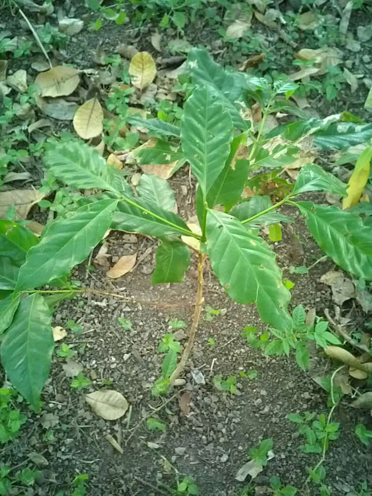 tree image