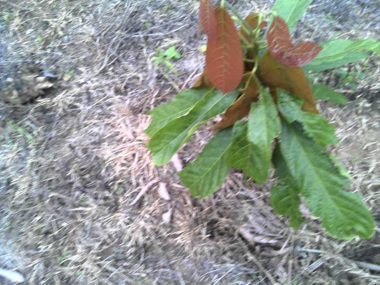 tree image