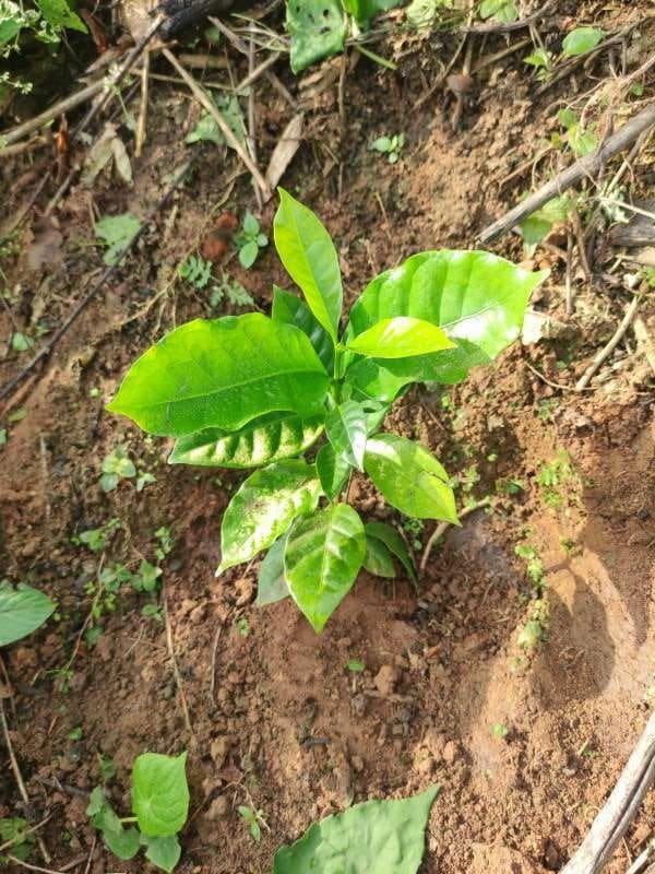 tree image
