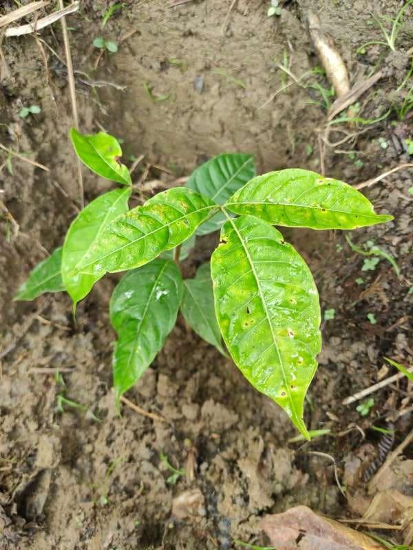 tree image