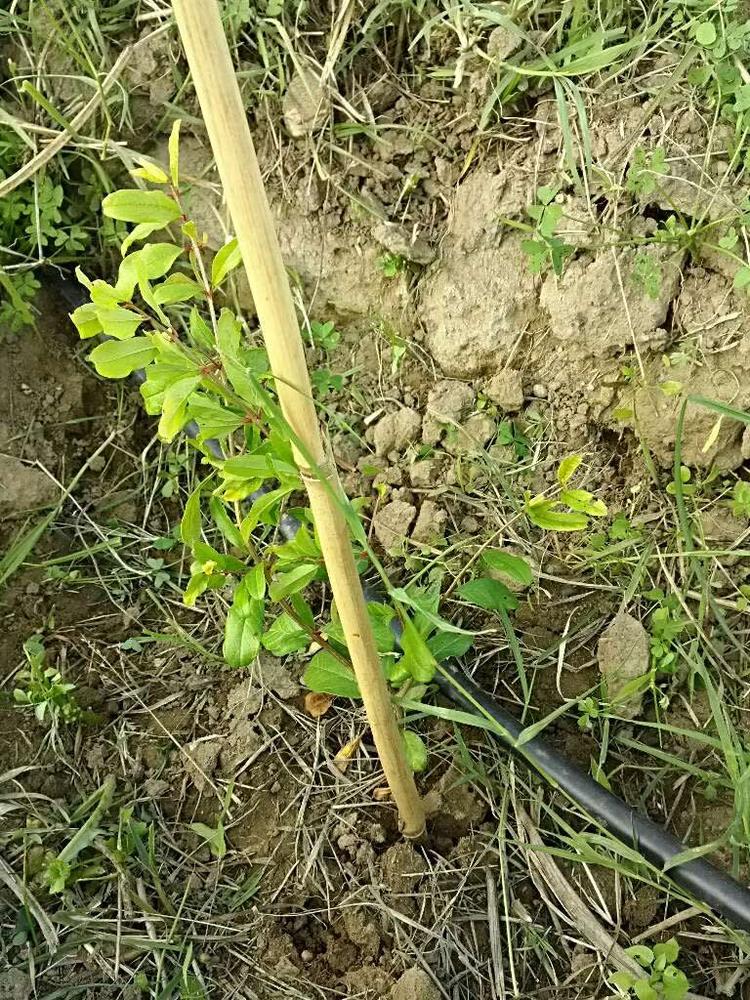 tree image