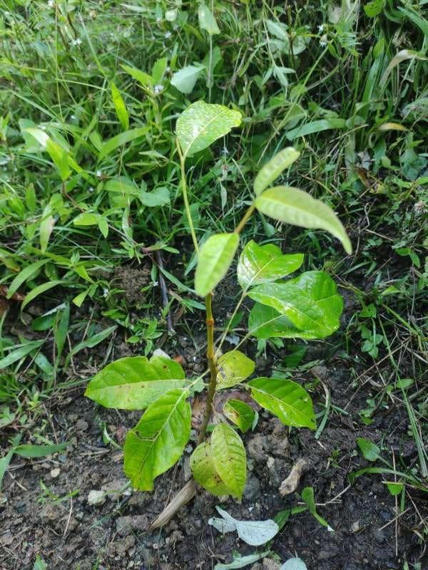 tree image