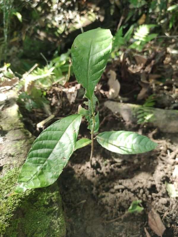 tree image