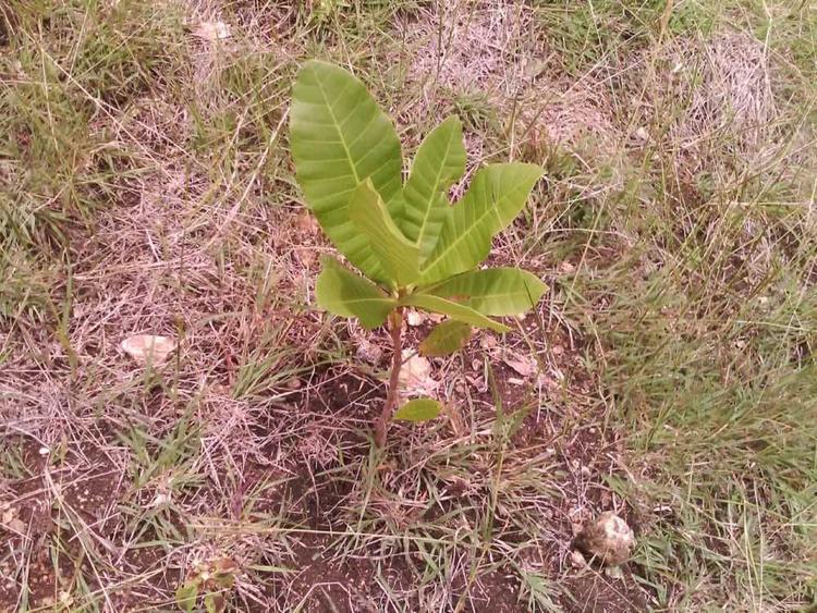 tree image