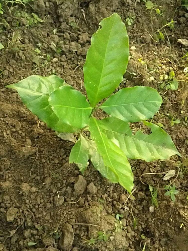 tree image