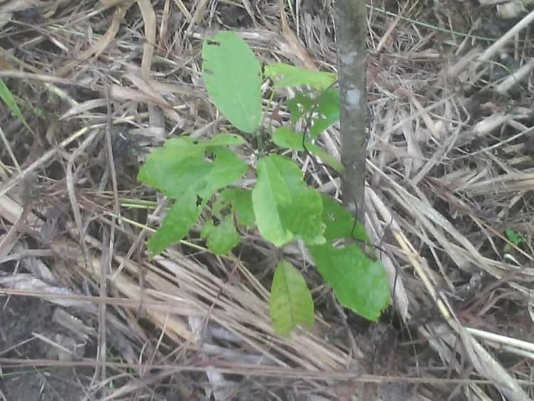 tree image