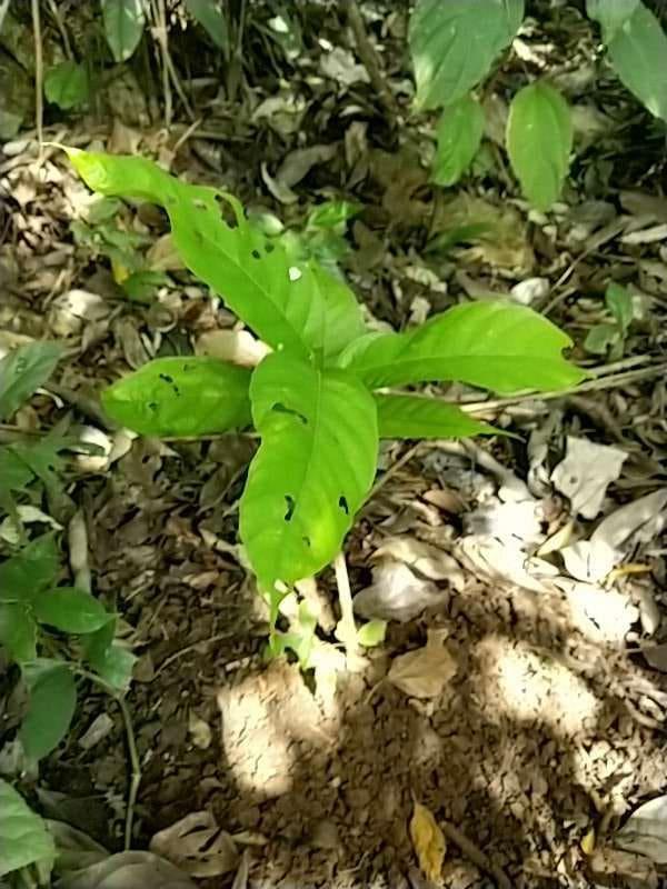 tree image