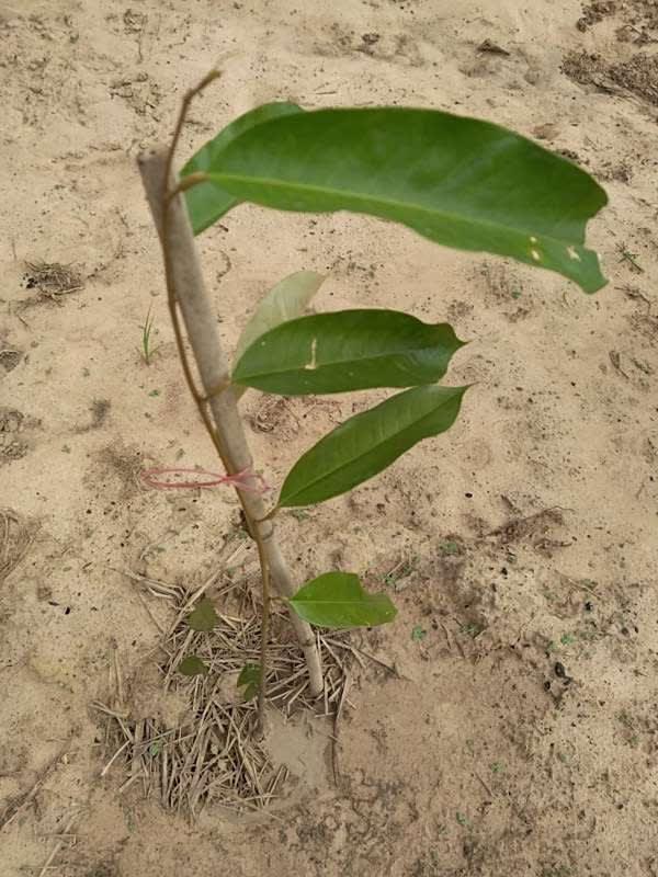 tree image
