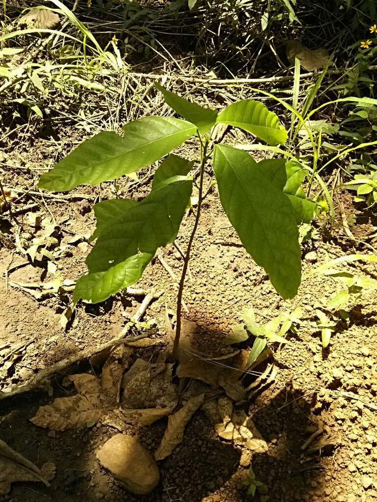 tree image