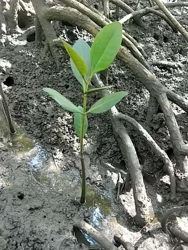 tree image