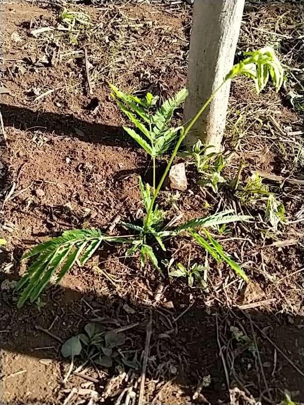 tree image