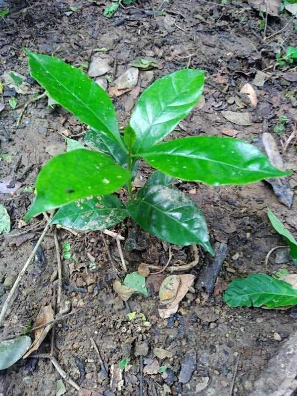 tree image