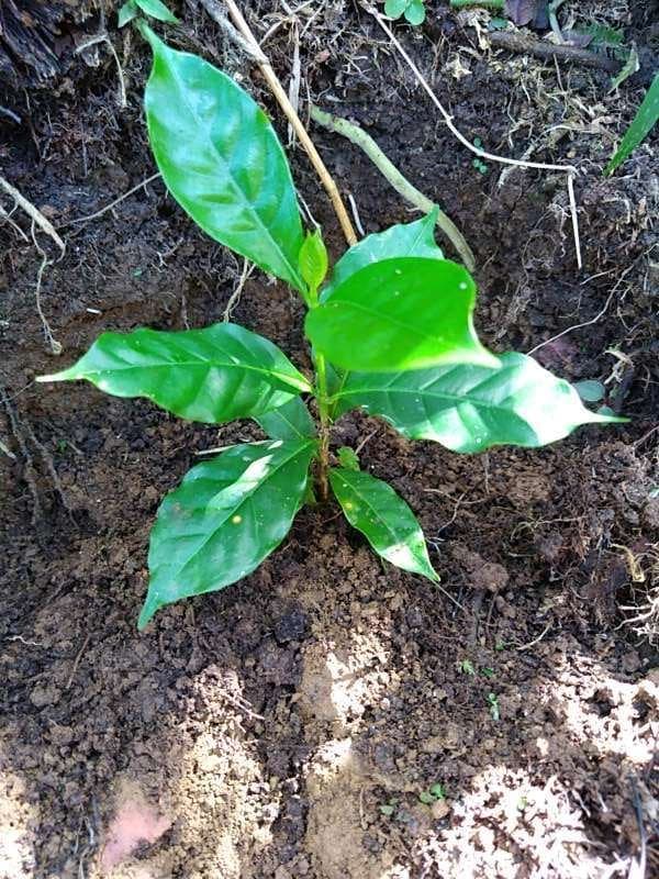 tree image