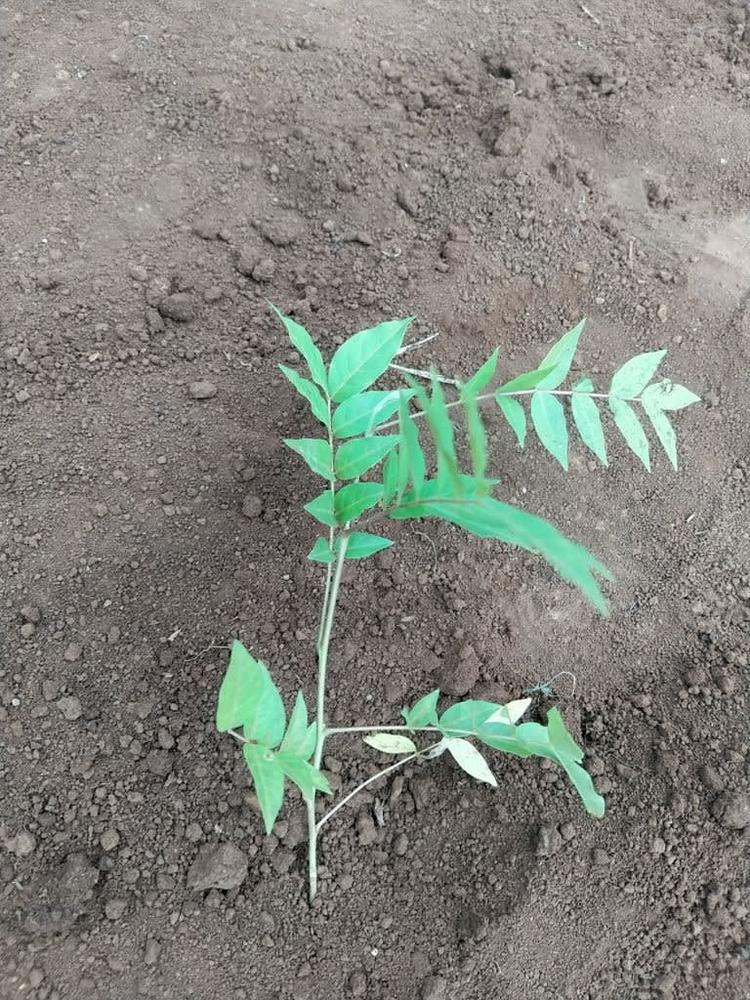 tree image