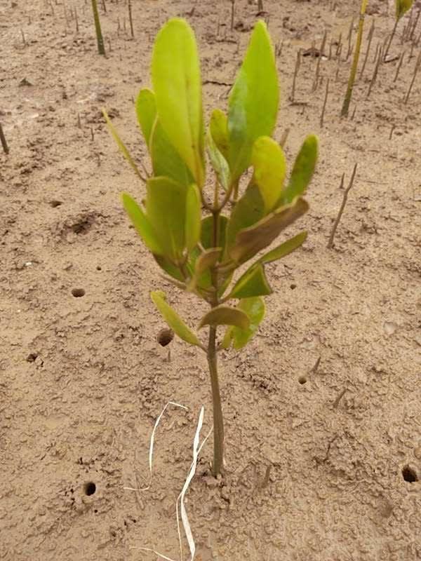 tree image