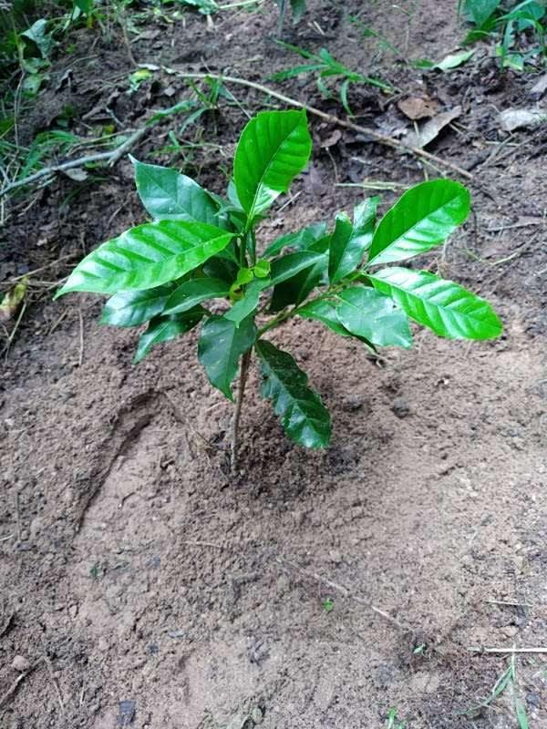 tree image