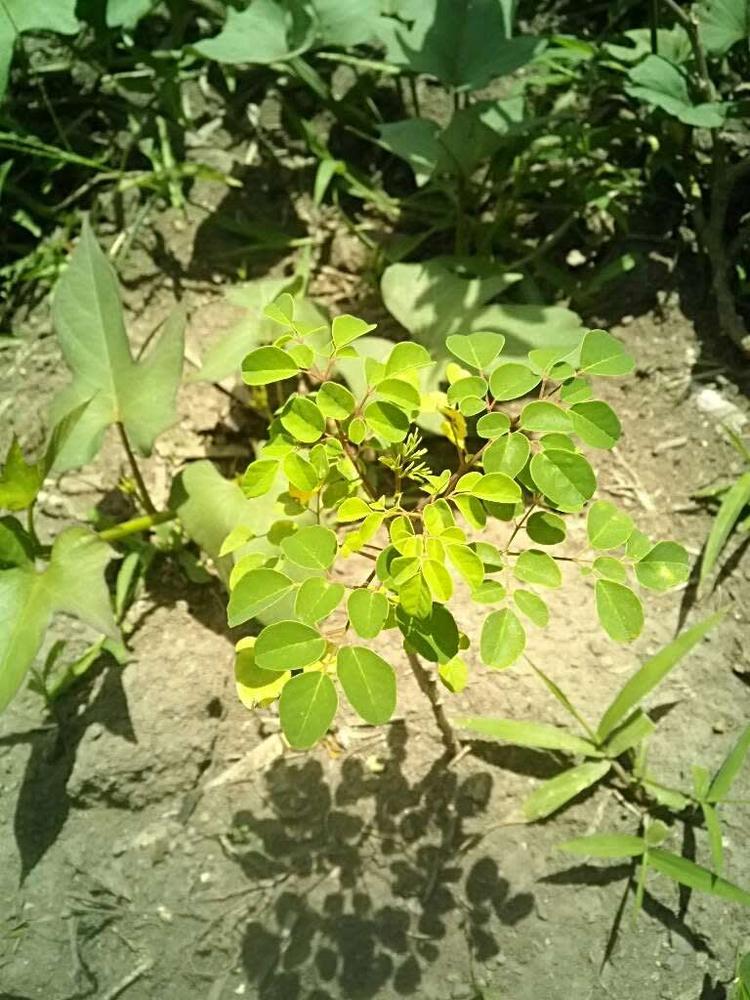tree image
