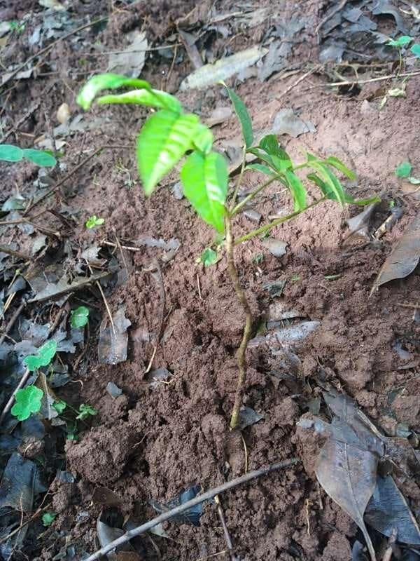 tree image