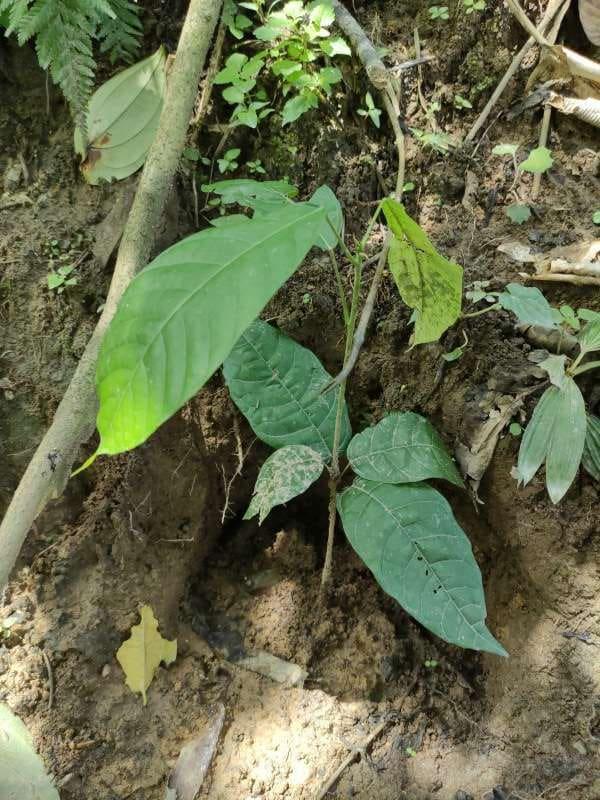 tree image