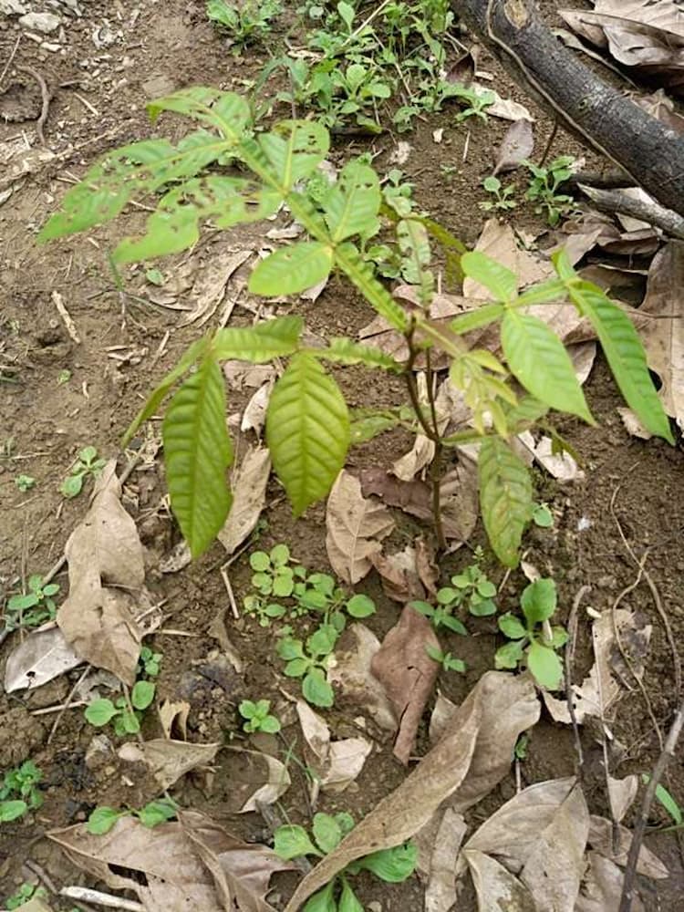 tree image