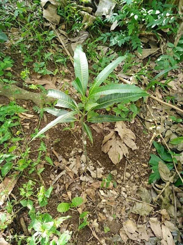 tree image