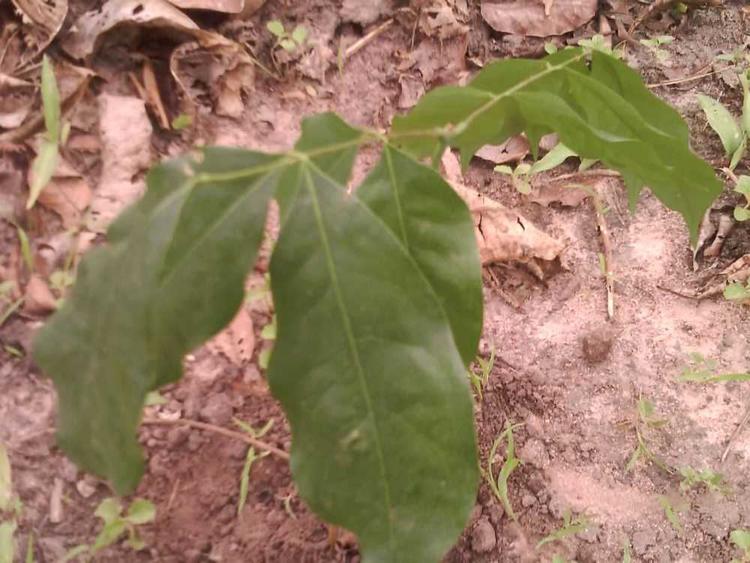 tree image