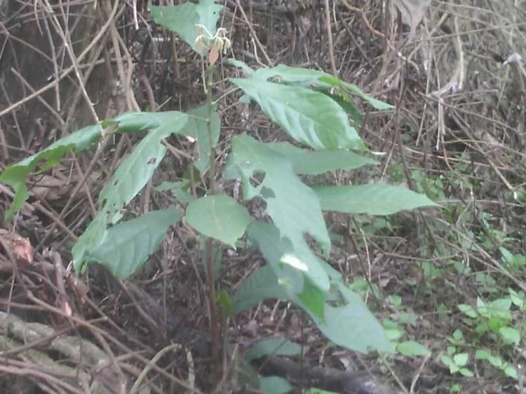 tree image