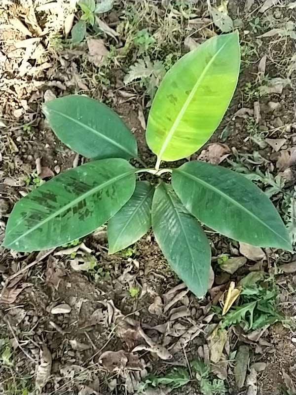 tree image
