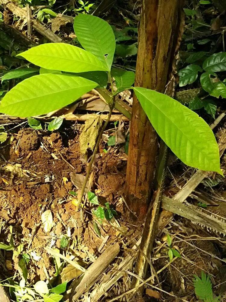 tree image