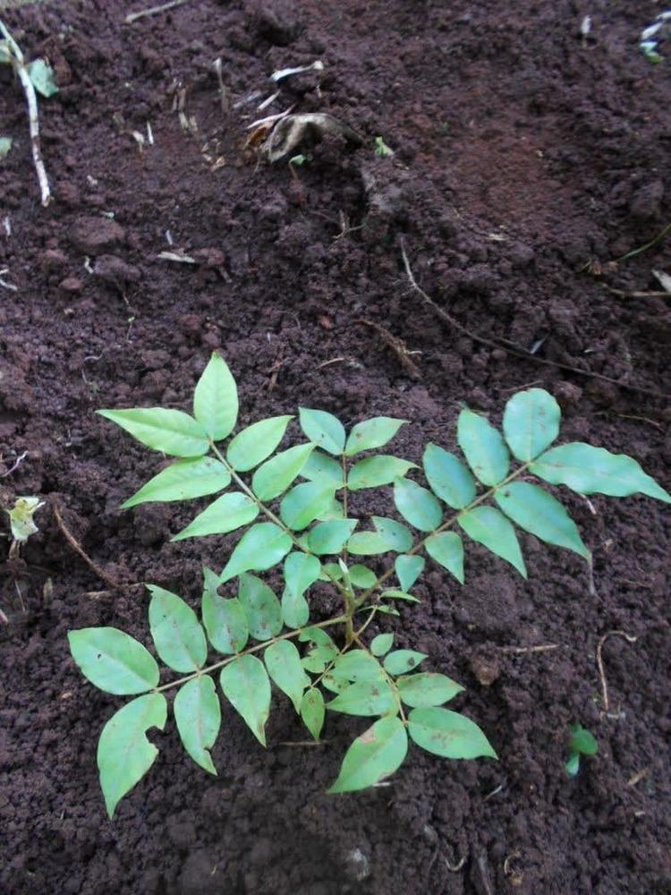 tree image