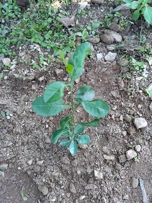 tree image