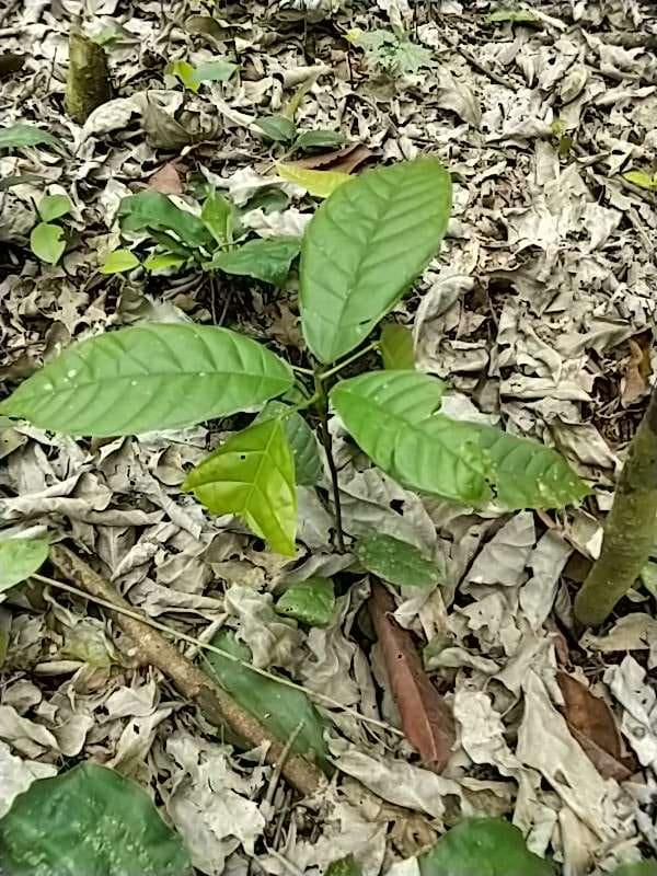 tree image