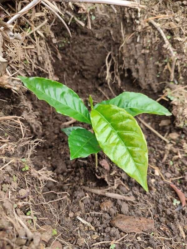 tree image