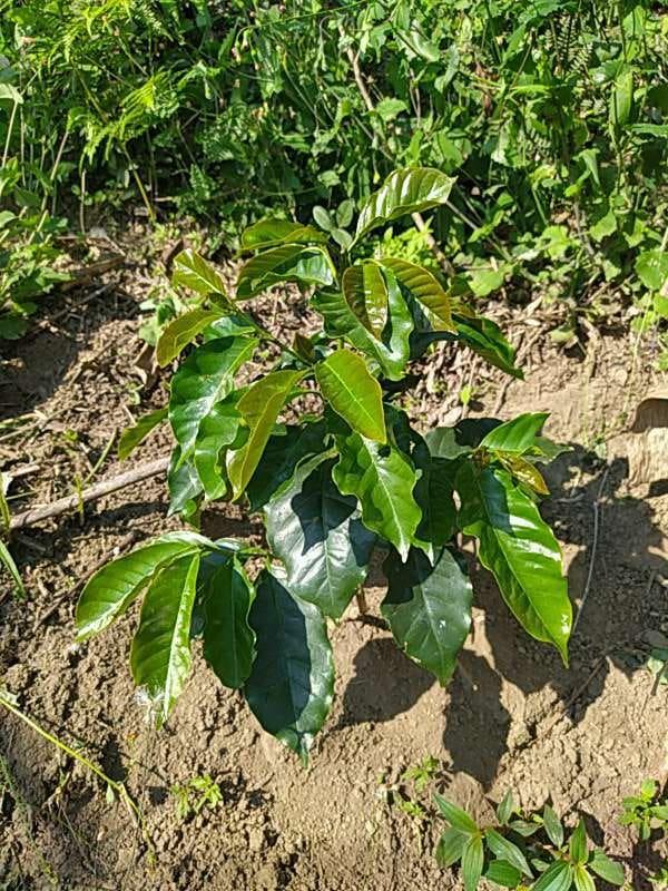 tree image