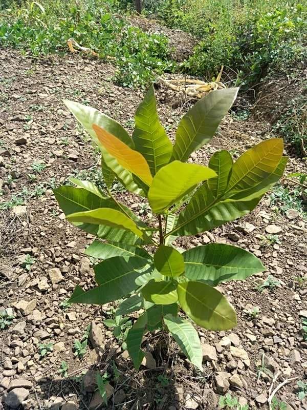 tree image