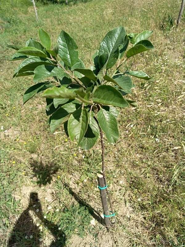 tree image