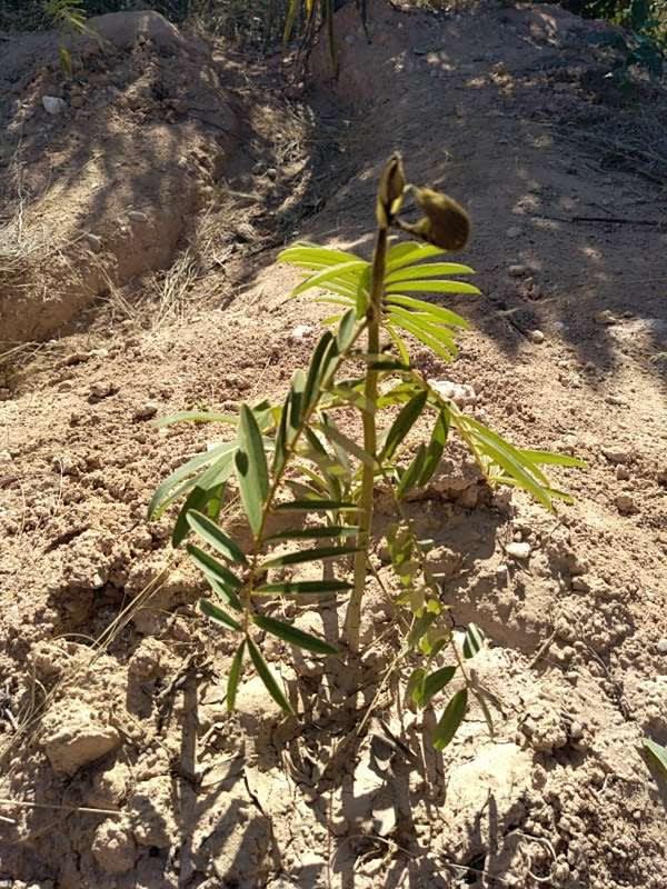 tree image