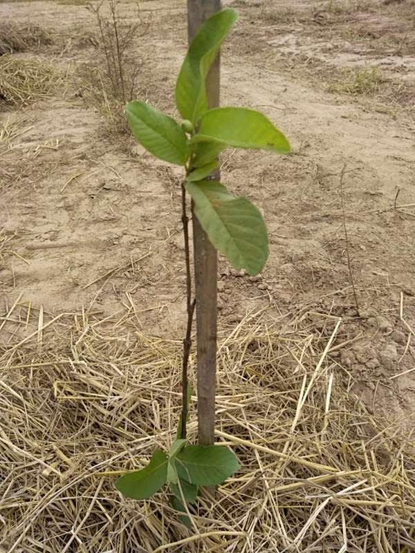 tree image