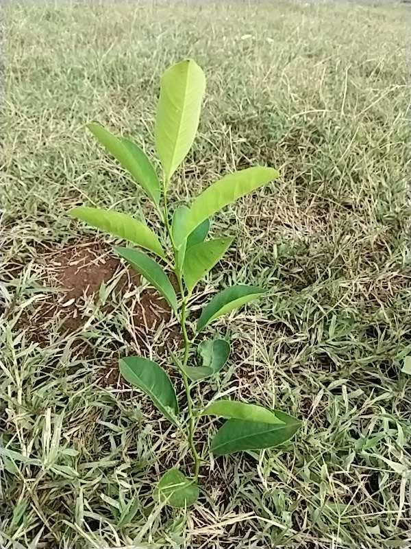 tree image