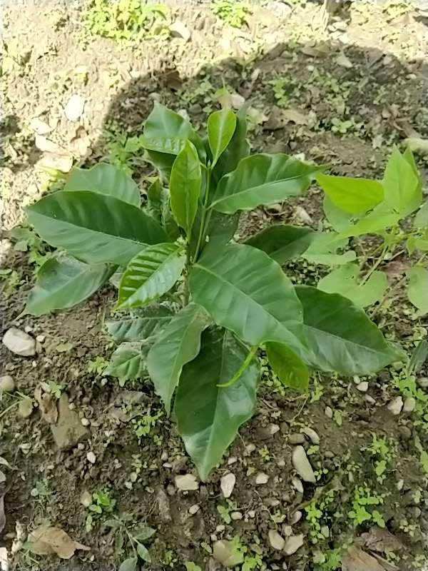 tree image
